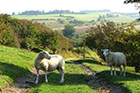 Image for attraction link